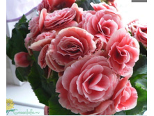 ������� ���� - 350- 400 ���.