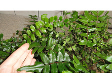 ������ �������� (Pellaea falcata)