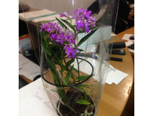 ���������� (Epidendrum ibaguense) - 400 - 450 ���.