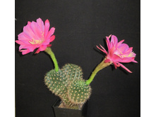 Echinopsis kermesina