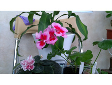 ���������� ���������� Calliope Rose Splash