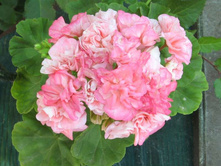 ���������� Bold Ann(����)