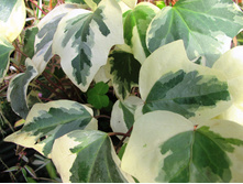 ���� ��������� (Hedera canariensis)