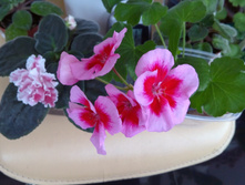 ���������� ���������� Calliope Rose Splash