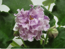 ��-��������