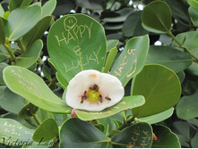 ������ ����� �������� (Clusia)