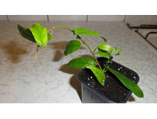 ����� ( FICUS SAGITTATA)
