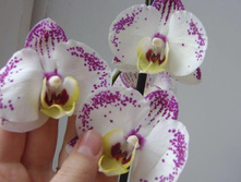 ���������� Phalaenopsis Cupid Spirit