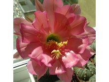 Echinopsis kermesina VG-610
