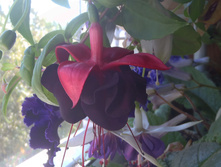 Rohees New Millenium.jpg