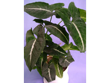 Wendlandii Long Leaf