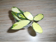 ����  VERTICILLATA  VARIEGATA.