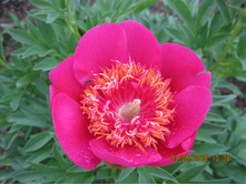 Anemoneflora