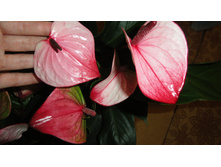 �������� ���� ������