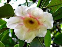 ������ ����� �������� (Clusia)- 300 ���.