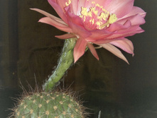 Echinopsis kermesina VG-610