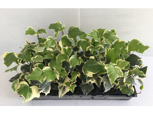 ���� ��������� (Hedera canariensis)