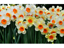 ������� ������������� �������. 10 ��.