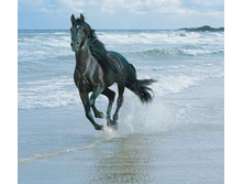 Black-Horse-On-Sea-Shore-1440x1280.jpg