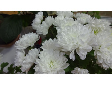 ��� ����. ������� ������ 4-5 �� ������ 35-40 �� �������� � �������