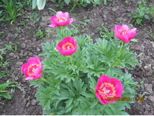 Anemoneflora