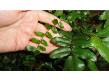 ������ �������� (Pellaea falcata)