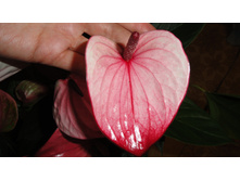 �������� ���� ������