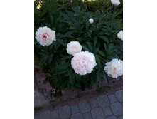 20180626 165105.jpg