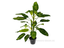 ������������� �������� � ����� �����������, 70��