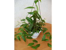 ����� ( FICUS SAGITTATA)- ������ �������� �������� ..