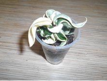 Hoya compacta regalis.