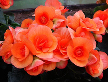 ������� ����