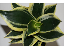 ���������� ������ ����� ���� ( Sansevieria Golden Hahnii Black) -