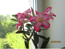 ������� ������