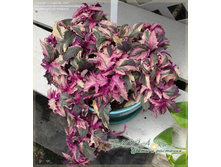 Gynura Variegata