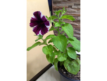 IMG 20190213 171255.jpg