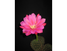 Echinopsis kermesina