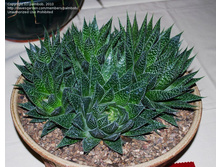 ���� (Aloe aristata) - 350 ���.