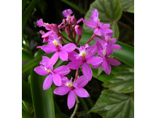 ���������� (Epidendrum ibaguense)