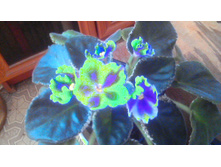 ������ ��� ���� �����(�������������)