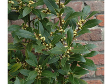 ���� �����������