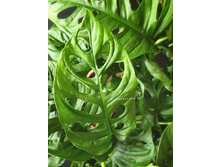 ��������  ������� ����� ���� .. (Monstera obliqua Monkey Mask) -