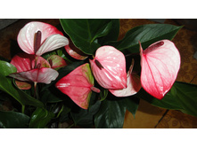 �������� ���� ������