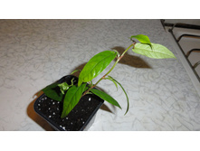 ����� ( FICUS SAGITTATA) - 200 ���.