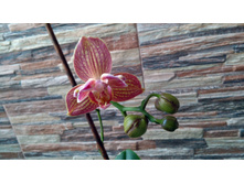 IMG 20190217 085021.jpg