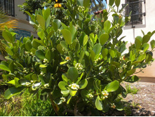 ������ ����� �������� (Clusia)