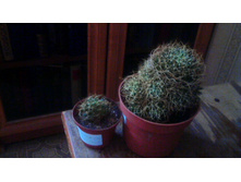 ���������� Camptoricha