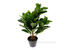 ������������� �������� � ����� �����, 65��