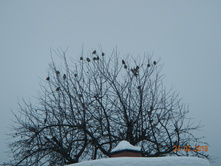 DSCN8293.JPG