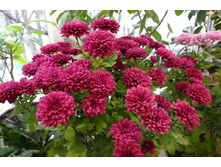 Bigli red.������ 5-7 ��  ������ 40 �� �������� ������ -��������.